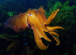 Giant Cuttle, Clovelly by Doug Anderson 